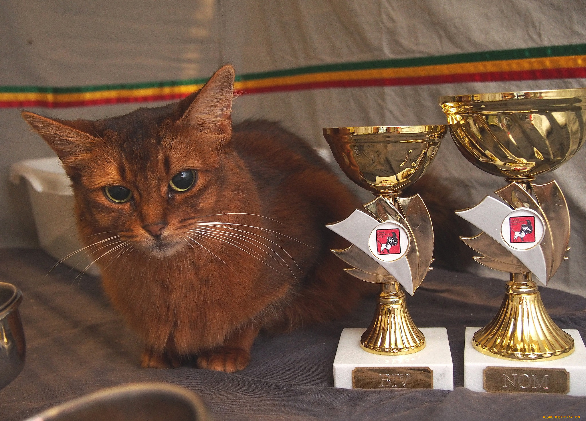 Award для кошек купить. Награды для кошек. Кот с Кубком. Кот с наградой. Награды на кошачьих выставках.
